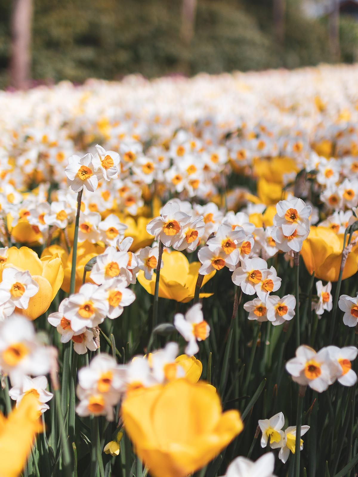 fält med massa fina blommor.
